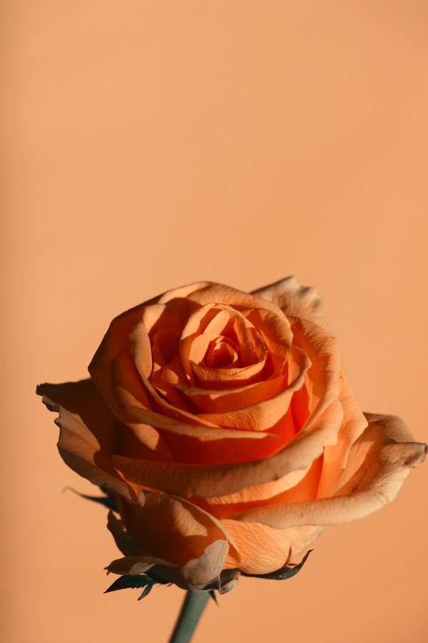 La signification de rose orange