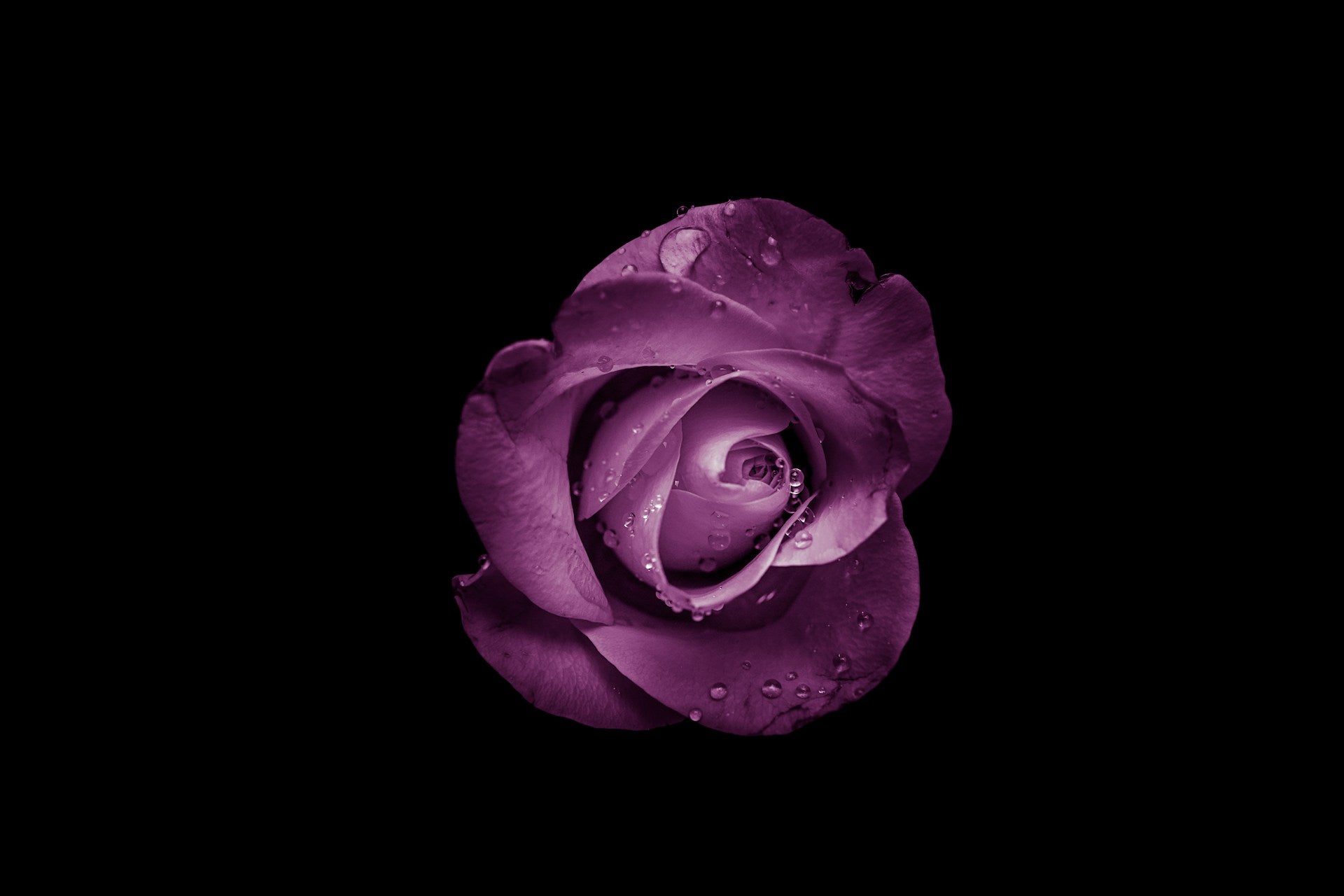 La signification de la rose Violette