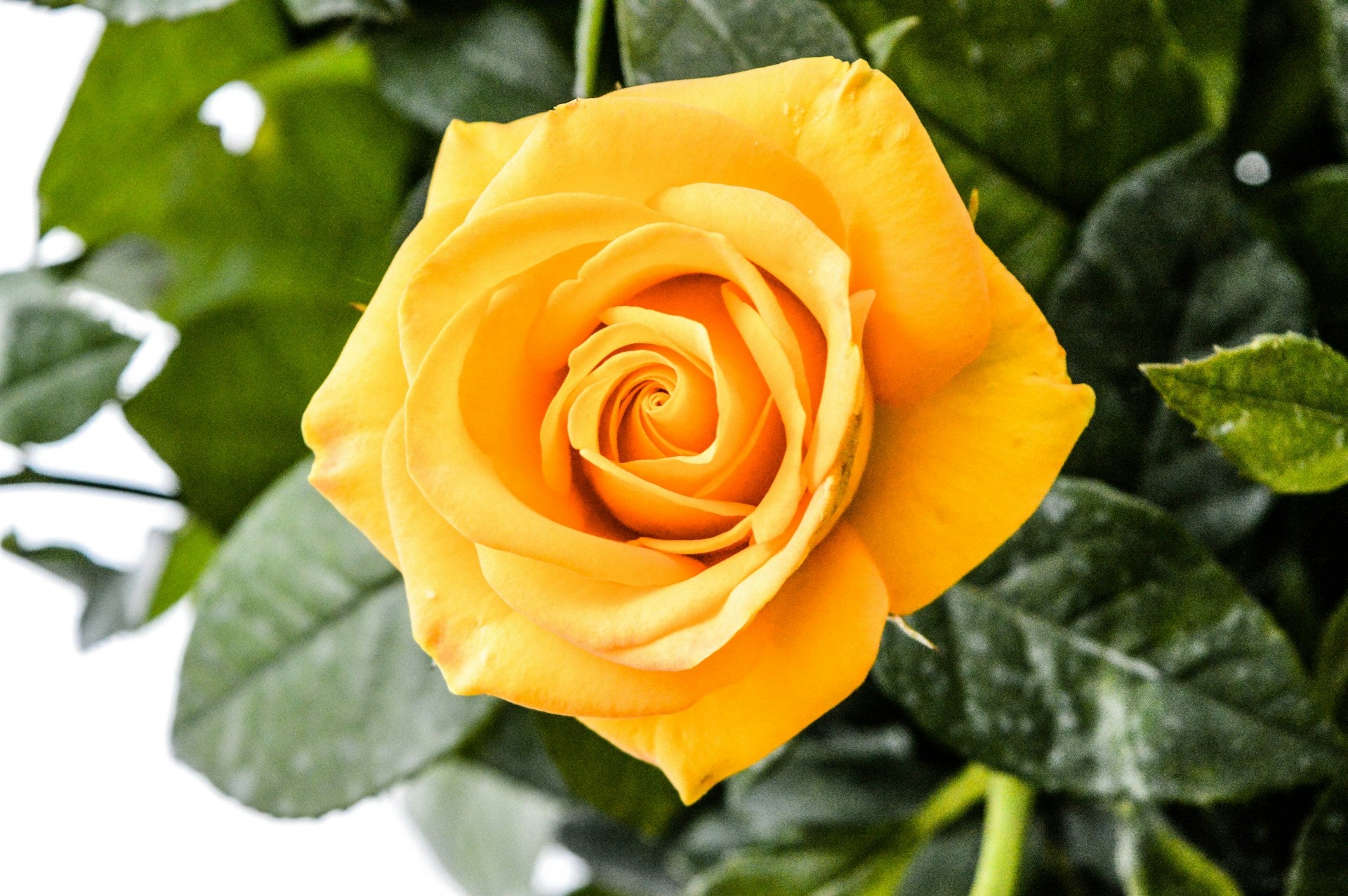 La rose jaune, symbole de la joie