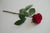 Rose Rouge, symbole d'amour