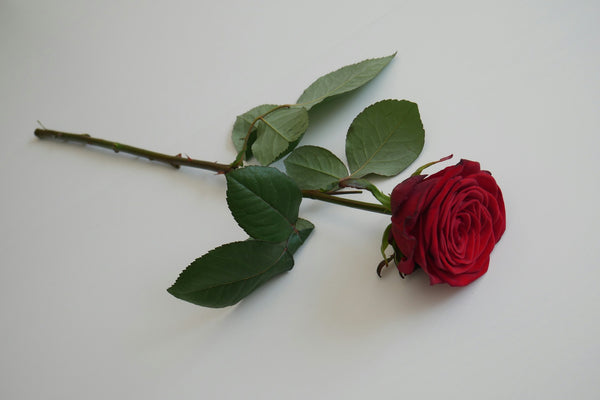 Rose Rouge, symbole d'amour