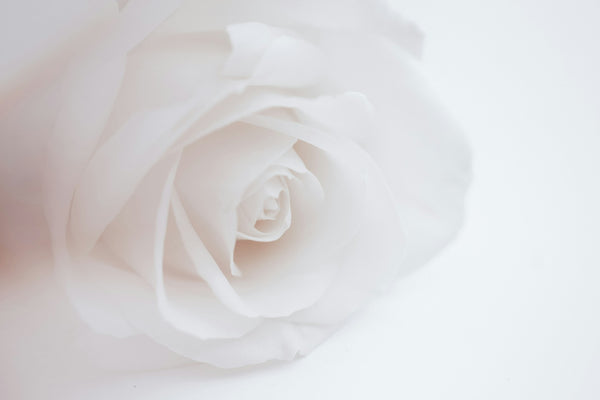 Signification de la rose blanche