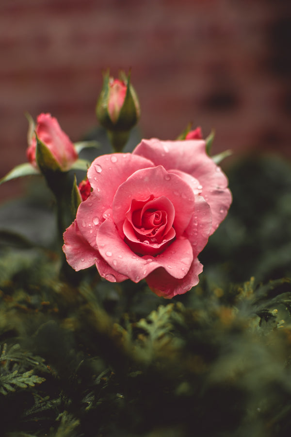 Rose rose, symbole du bonheur